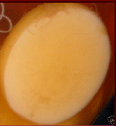 kefir_kombucha088.gif